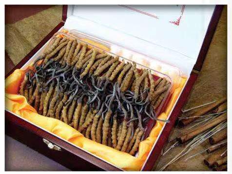 湾岭镇冬虫夏草回收